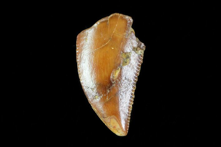 Serrated, Raptor Tooth - Kem Kem Beds, Morocco #76260